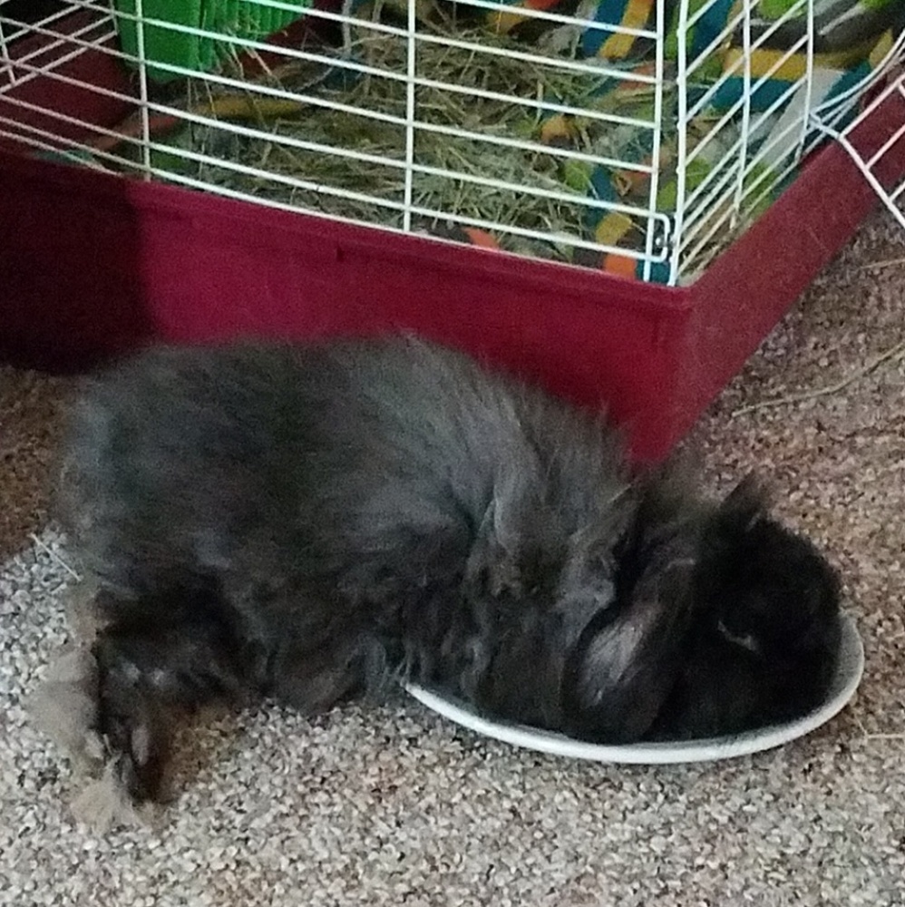 Welcome to lilbunnyfoofoo! Please read me!! :)